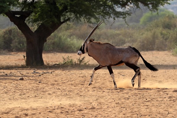 Gemsbok