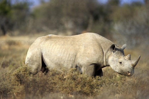 Black rhinoceros