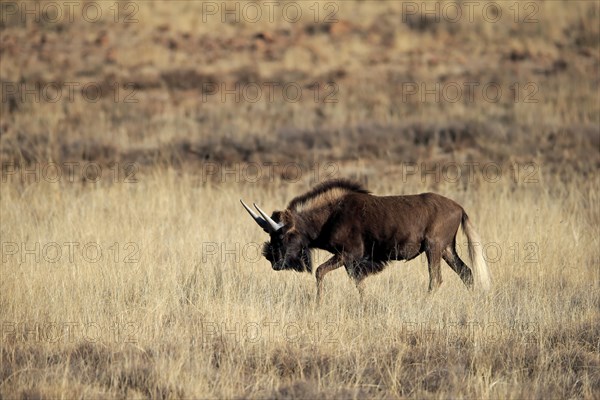 White-tailed gnu