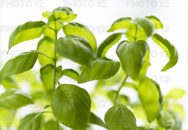 Basil