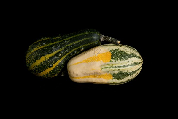 Colorful pumpkin on a black background. In studio