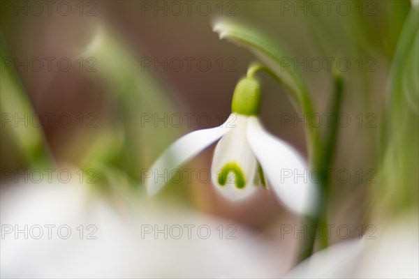 Common snowdrop