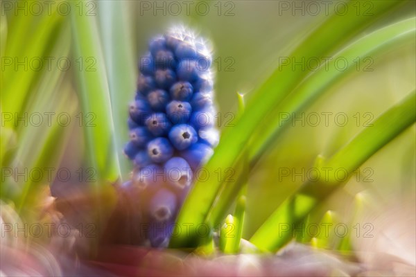 Grape hyacinth