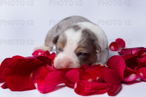 Ten days old puppies of the Welsh Corgi Pembroke