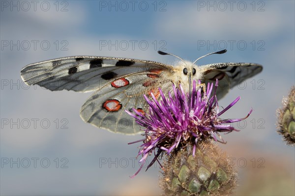 Apollo butterfly with open wings sitting on purple flower sucking from front looking in front of blue sky with white clouds