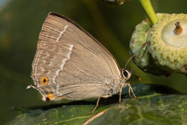 Blue oak butterfly female butterfly with closed wings sitting on green leaf next to oak fruit seen right