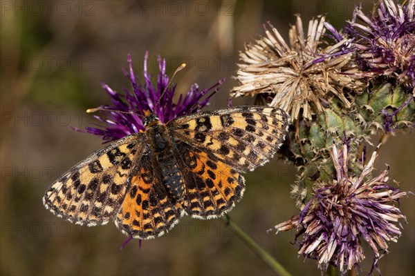 Red Melitaea butterfly butterfly with open wings sitting on purple flower from behind