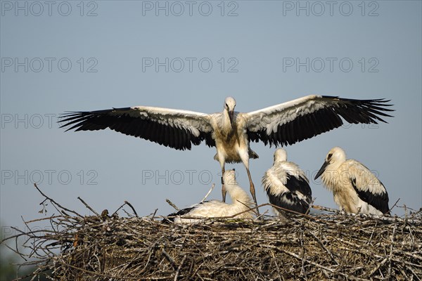 White stork