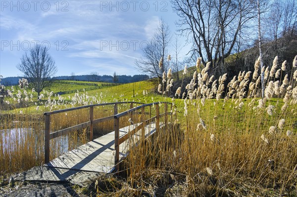 Pond with footbridge and common reed