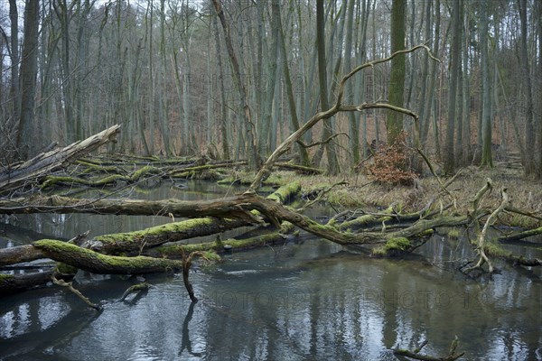 Deadwood lies in a near-natural stream