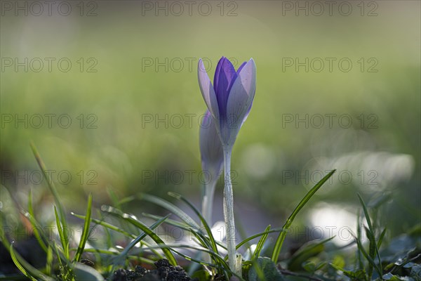 Purple spring crocus