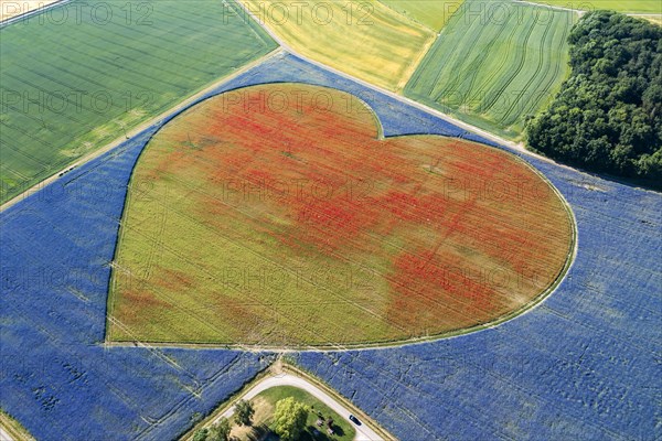 Flowering heart of cornflowers