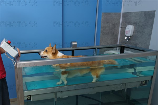 Dog rehabilitation on a water treadmill. animal health