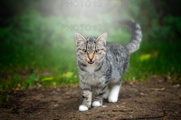 The disgruntled cat goes and looks straight ahead. Outdoor