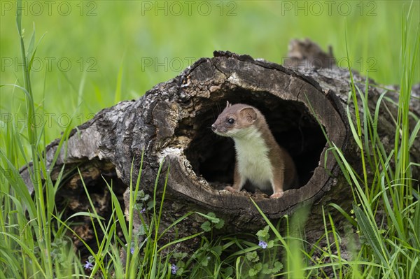 Stoat