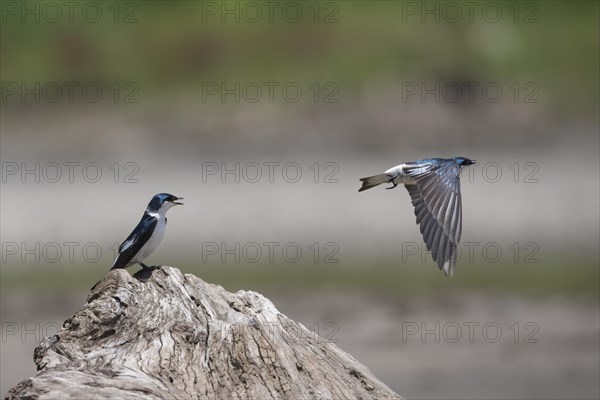 White-winged Swallows