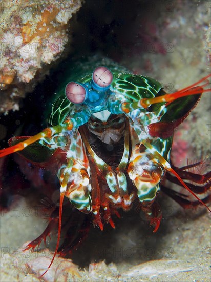 Portrait of peacock mantis shrimp