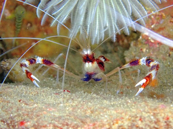 Banded coral shrimp