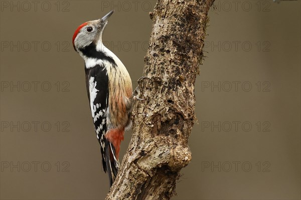 Middle Spotted Woodpecker