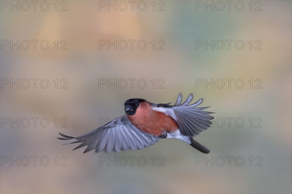 Eurasian bullfinch