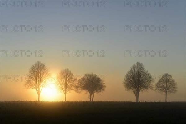 Deciduous trees in the fog at sunrise