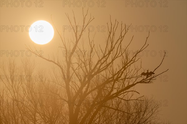 Great cormorant