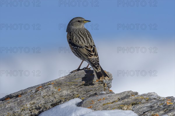 Alpine Accentor