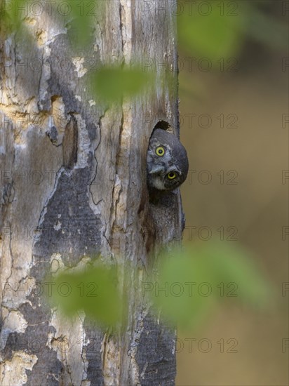 Pygmy Owl