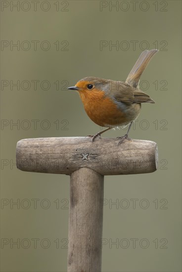 European robin