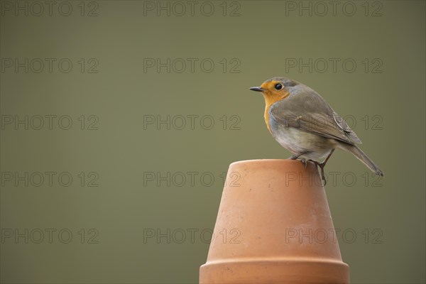 European robin