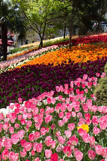 Garden with blooming tulip flowers in spring garden