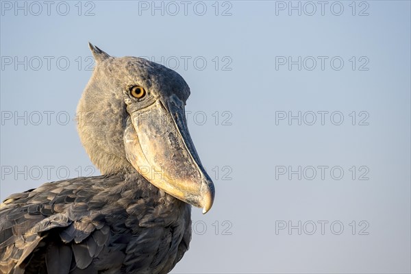 Shoebill