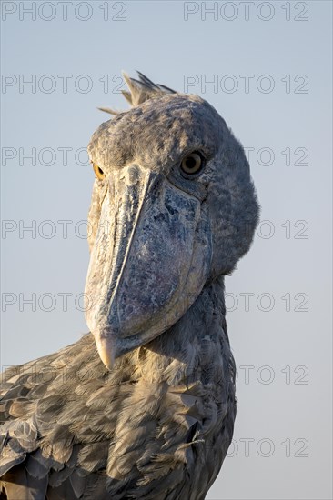 Shoebill