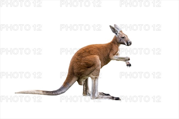 Red kangaroo