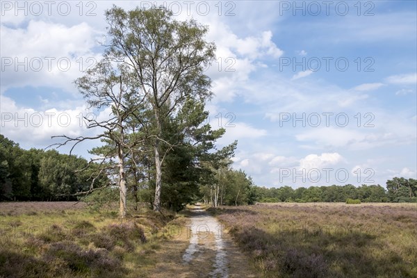 Buurserzand Nature Reserve