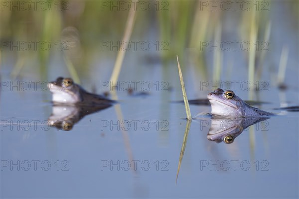 Blue moor frog