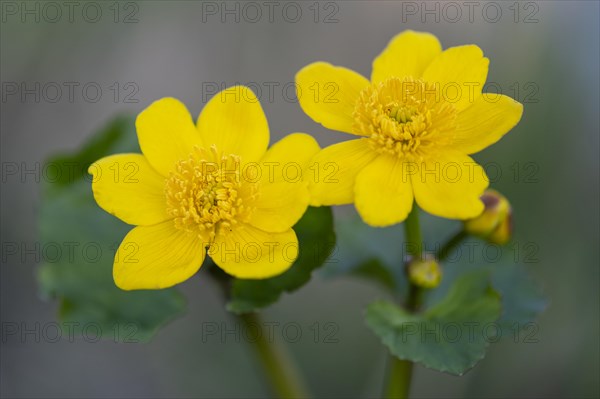 Marsh marigold