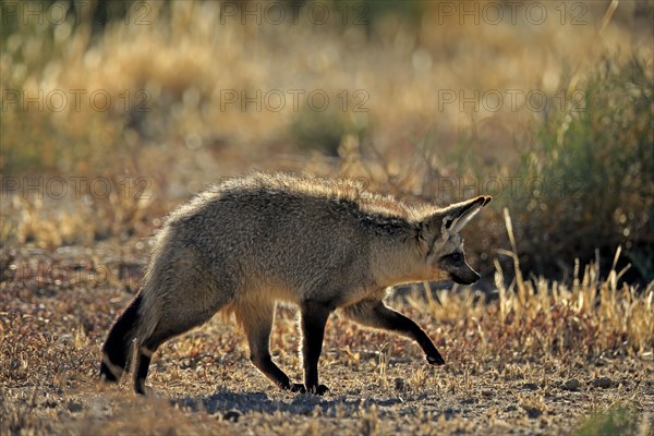 Bat-eared fox