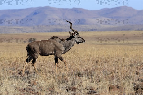 Zambezi greater kudu