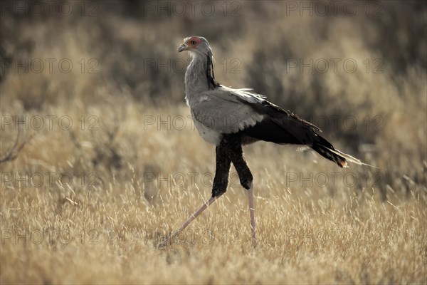 Secretary bird