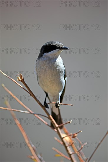 Shrike Flycatcher