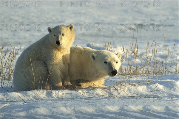 Polar bear