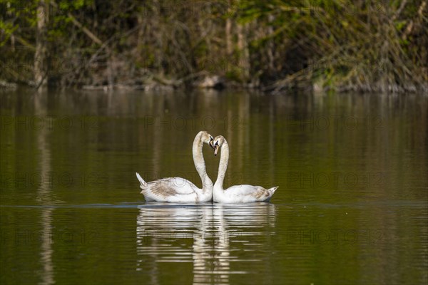 Mute swans