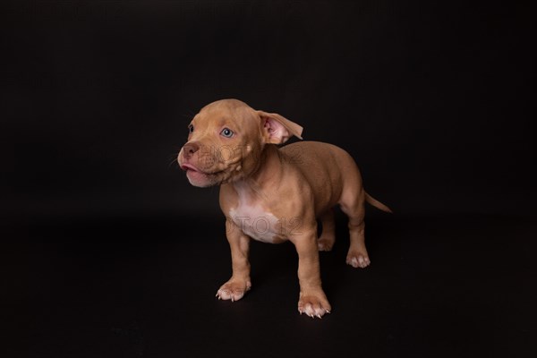 Puppy American Pit Bull Terrier sit on black background in studio