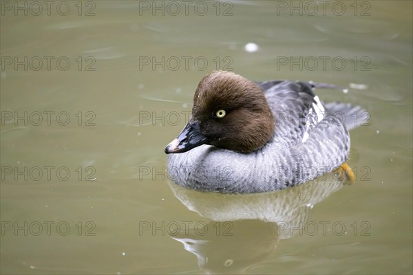 Common Goldeneye