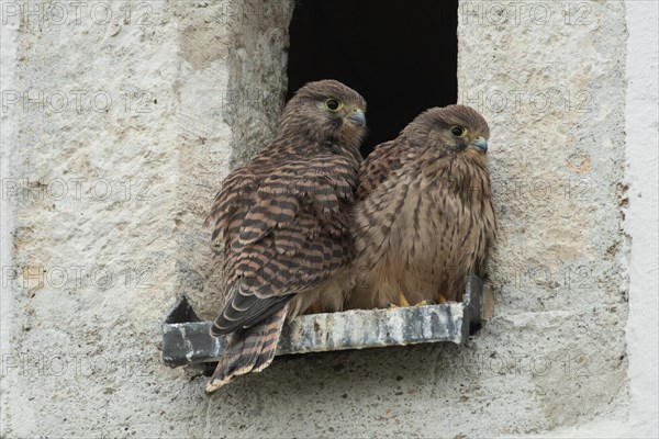 Kestrel two fledglings sitting side by side in opening of church tower seen from behind and from the front on the right