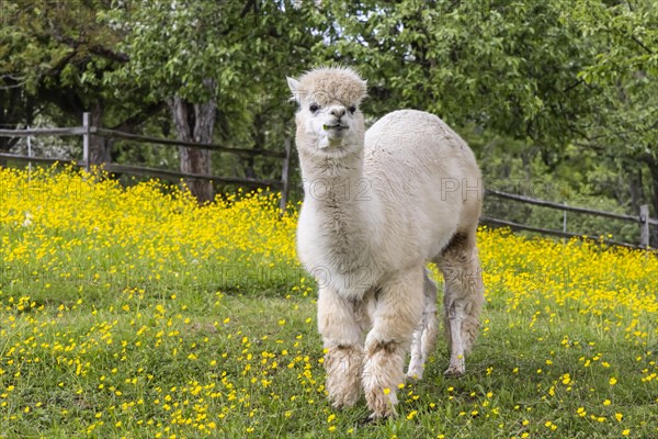 Alpaca