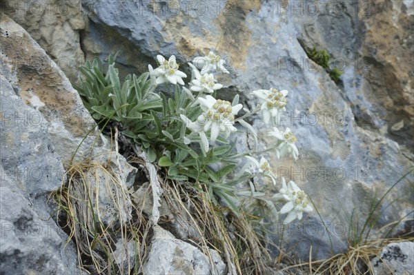 Alpine edelweiss