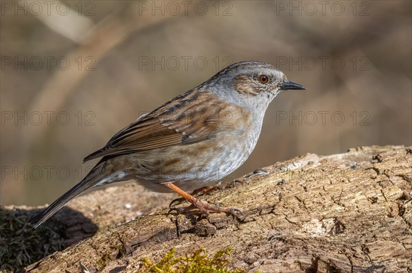 Dunnock