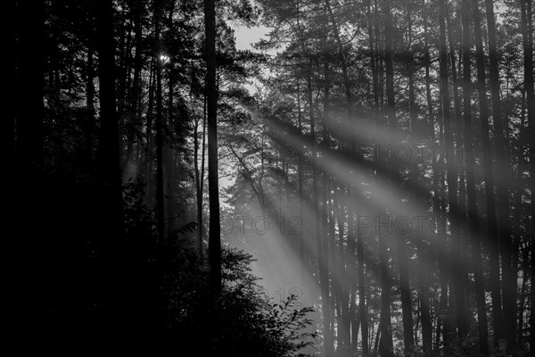 Beautiful morning sun rays illuminating the forest road. Poland